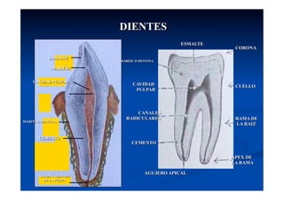 DIENTES
                                                 ESMALTE
                                                                   CORONA

            ESMALTE
                          MARFIL O DENTINA

             MARFIL

    CAVIDAD PULPAR
                                CAVIDAD                            CUELLO
                                 PULPAR

                                                        ESMALTE


                                CANALES
                            RADICULARES               MARFIL       RAMA DE
MARFIL O DENTINA
                                                                   LA RAIZ


       CEMENTO
                               CEMENTO


                                                                  APEX DE
                                                      AGUJERO APICAL RAMA
                                                                   LA

                                     AGUJERO APICAL
        VASOS Y NERVIOS
          DE LA PULPA
 