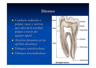 Dientes

    Conducto radicular o
     pulpar: vasos y nervios
     que sales de la cavidad
     pulpar a través del
     agujero apical
    Alvéolos dentarios en las
     apófisis alveolares
    Tabiques interalveolares
    Tabiques interradiculares
 