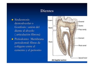 Dientes

    Sindesmosis
     dentoalveolar o
     Gonfosis : unión del
     diente al alveolo
     ( articulación fibrosa)
    Periodonto: Membrana
     periodontal: fibras de
     colágeno entre el
     cemento y el periostio
 