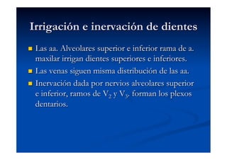 Irrigación e inervación de dientes
  Las aa. Alveolares superior e inferior rama de a.
   maxilar irrigan dientes superiores e inferiores.
  Las venas siguen misma distribución de las aa.

  Inervación dada por nervios alveolares superior
   e inferior, ramos de V2 y V3. forman los plexos
   dentarios.
 