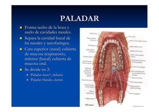 PALADAR
    Forma techo de la boca y
     suelo de cavidades nasales.
    Separa la cavidad bucal de
     las nasales y nasofaringea.
    Cara superior (nasal) cubierta
     de mucosa respiratorio,
     inferior (bucal) cubierta de
     mucosa oral.
    Se divide en 2:
         Paladar duro*, delante
         Paladar blando, detrás
 