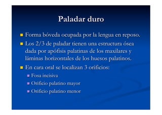 Paladar duro
  Forma bóveda ocupada por la lengua en reposo.
  Los 2/3 de paladar tienen una estructura ósea
   dada por apófisis palatinas de los maxilares y
   láminas horizontales de los huesos palatinos.
  En cara oral se localizan 3 orificios:
       Fosa incisiva
       Orificio palatino mayor

       Orificio palatino menor
 