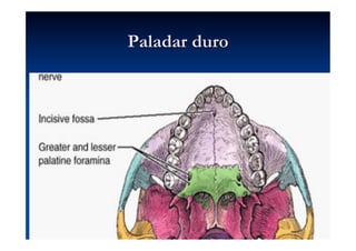 Paladar duro
 