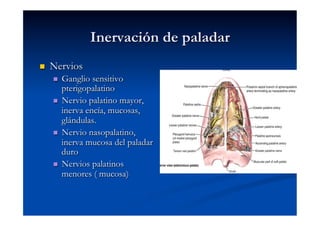 Inervación de paladar
    Nervios
       Ganglio sensitivo
        pterigopalatino
       Nervio palatino mayor,
        inerva encía, mucosas,
        glándulas.
       Nervio nasopalatino,
        inerva mucosa del paladar
        duro
       Nervios palatinos
        menores ( mucosa)
 
