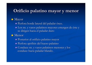 Orificio palatino mayor y menor
    Mayor
       Perfora  borde lateral del paladar óseo.
       Los ns. y vasos palatinos mayores emergen de éste y
        se dirigen hacia el paladar duro
    Menor
       Posterior al orificio palatino mayor
       Perfora apófisis del hueso palatino
       Conduce ns. y vasos palatinos menores y los
        conduce hacia paladar blando.
 