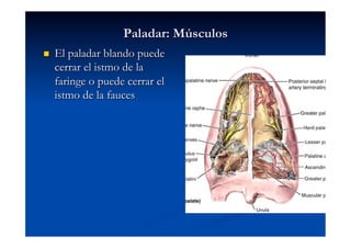 Paladar: Músculos
    El paladar blando puede
     cerrar el istmo de la
     faringe o puede cerrar el
     istmo de la fauces
 