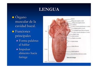 LENGUA
  Órgano
   muscular de la
   cavidad bucal.
  Funciones
   principales
       Forma   palabras
        al hablar
       Impulsar
        alimento hacia
        faringe
 
