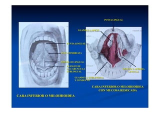 PUNTA LINGUAL



                                 GLANDULA APICIS




                         PUNTA LINGUAL



                     PLICA FIMBRIATA


                     FRENILLO LINGUAL
                        PLIEGUE DE
                        LA CARUNCULA                            NERVIO Y ARTERIA
                        SUBLINGUAL                                  LINGUAL

                              GLANDULA SUBLINGUAL
                              Y CONDUCTO

                                          CARA INFERIOR O MILOIHIOIDEA
                                             CON MUCOSA RESECADA
CARA INFERIOR O MILOIHIOIDEA
 