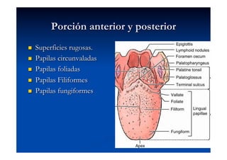 Porción anterior y posterior
    Superficies rugosas.
    Papilas circunvaladas
    Papilas foliadas
    Papilas Filiformes
    Papilas fungiformes
 