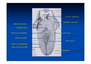 PLIEGUE
                       GLOSEPIGLOTICO
                           MEDIO



                                                     VALECULA EPIGLOTICA




                                                  AMIGDALA PALATINA
  AMIGDALA LINGUAL

     AGUJERO CIEGO



PAPILAS CALICIFORMES                      PAPILAS FOLIACEAS


    PAPILAS CONIDAS

                                                    DORSO LINGUIAL

PAPILAS FUNGIFORMES

PAPILAS LENTICULARES

                                        PAPILAS FILIFORMES
 