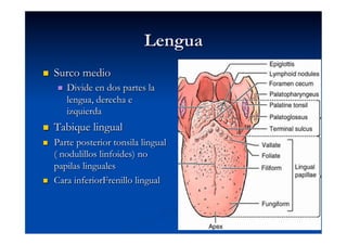 Lengua
    Surco medio
          Divide en dos partes la
           lengua, derecha e
           izquierda
    Tabique lingual
    Parte posterior tonsila lingual
     ( nodulillos linfoides) no
     papilas linguales
    Cara inferiorFrenillo lingual
 
