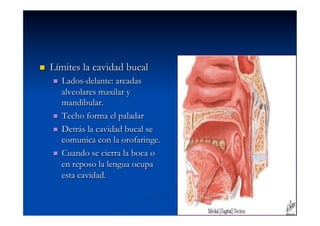     Límites la cavidad bucal
       Lados-delante: arcadas
        alveolares maxilar y
        mandibular.
       Techo forma el paladar

       Detrás la cavidad bucal se
        comunica con la orofaringe.
       Cuando se cierra la boca o
        en reposo la lengua ocupa
        esta cavidad.
 