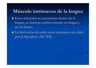 Músculo intrínsecos de la lengua
  Estos músculos se encuentran dentro de la
   lengua, se insertan exclusivamente en lengua y
   no en hueso.
  La inervación de todos estos músculos esta dada
   por el hipogloso (NC XII)
 