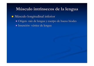Músculo intrínsecos de la lengua
    Músculo longitudinal inferior
       Origen- raíz de lengua y cuerpo de hueso hiodes
       Inserción- vértice de lengua
 