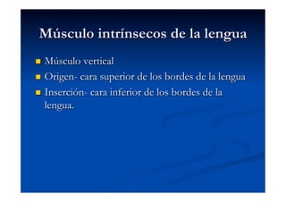 Músculo intrínsecos de la lengua
  Músculo vertical
  Origen- cara superior de los bordes de la lengua

  Inserción- cara inferior de los bordes de la
   lengua.
 