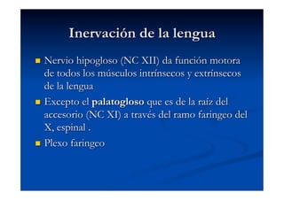 Inervación de la lengua
  Nervio hipogloso (NC XII) da función motora
   de todos los músculos intrínsecos y extrínsecos
   de la lengua
  Excepto el palatogloso que es de la raíz del
   accesorio (NC XI) a través del ramo faringeo del
   X, espinal .
  Plexo faringeo
 