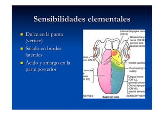 Sensibilidades elementales
    Dulce en la punta
     (vertice)
    Salado en bordes
     laterales
    Ácido y amargo en la
     parte posterior
 