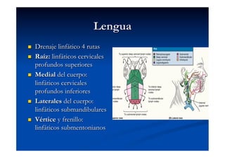 Lengua
    Drenaje linfático 4 rutas
    Raíz: linfáticos cervicales
     profundos superiores
    Medial del cuerpo:
     linfáticos cervicales
     profundos inferiores
    Laterales del cuerpo:
     linfáticos submandibulares
    Vértice y frenillo:
     linfáticos submentonianos
 
