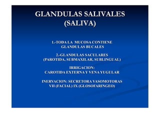 GLANDULAS SALIVALES
     (SALIVA)

     1.-TODA LA MUCOSA CONTIENE
          GLANDULAS BUCALES

      2.-GLANDULAS SACULARES
 (PAROTIDA, SUBMAXILAR, SUBLINGUAL)

            IRRIGACION:
  CAROTIDA EXTERNA Y VENA YUGULAR

 INERVACION: SECRETORA VASOMOTORAS
    VII (FACIAL) IX (GLOSOFARINGEO)
 
