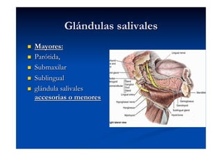 Glándulas salivales
    Mayores:
    Parótida,
    Submaxilar
    Sublingual
    glándula salivales
     accesorias o menores
 