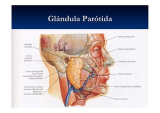 Glándula Parótida
 