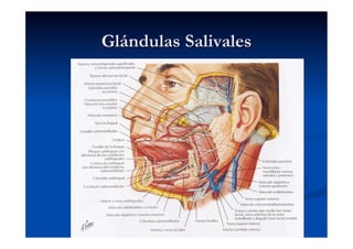 Glándulas Salivales
 