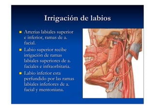Irrigación de labios
    Arterias labiales superior
     e inferior, ramas de a.
     facial.
    Labio superior recibe
     irrigación de ramas
     labiales superiores de a.
     faciales e infraorbitaria.
    Labio inferior esta
     perfundido por las ramas
     labiales inferiores de a.
     facial y mentoniana.
 
