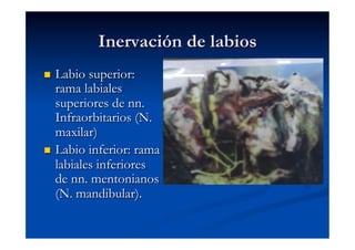 Inervación de labios
  Labio superior:
   rama labiales
   superiores de nn.
   Infraorbitarios (N.
   maxilar)
  Labio inferior: rama
   labiales inferiores
   de nn. mentonianos
   (N. mandibular).
 