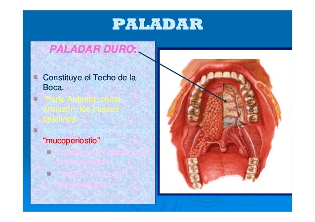 Cavidad oral