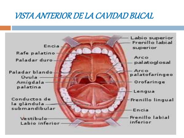 Anatomia Oral