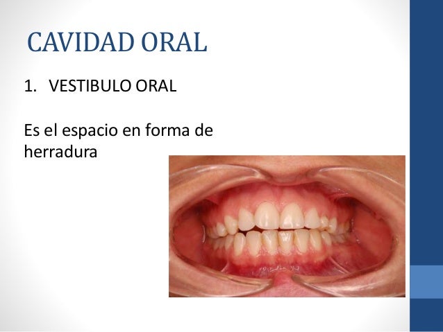 vestibulo oral que es end cavidad oral vestibulo oral que es end cavidad oral