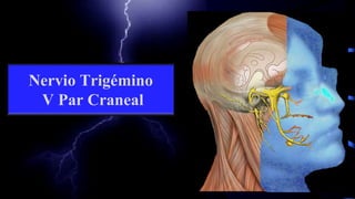 Nervio Trigémino
V Par Craneal
 