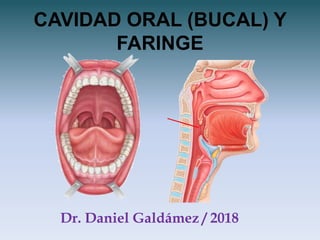 CAVIDAD ORAL (BUCAL) Y
FARINGE
Dr. Daniel Galdámez / 2018
 