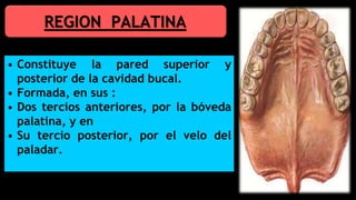 REGION PALATINA
• Constituye la pared superior y
posterior de la cavidad bucal.
• Formada, en sus :
• Dos tercios anteriores, por la bóveda
palatina, y en
• Su tercio posterior, por el velo del
paladar.
 