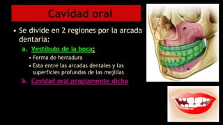 Cavidad oral
• Se divide en 2 regiones por la arcada
dentaria:
a. Vestíbulo de la boca:
• Forma de herradura
• Esta entre las arcadas dentales y las
superficies profundas de las mejillas
b. Cavidad oral propiamente dicha
 