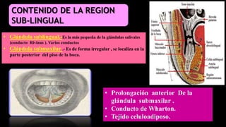 • Prolongación anterior De la
glándula submaxilar .
• Conducto de Wharton.
• Tejido celuloadiposo.
• Glándula sublingual.-Es la más pequeña de la glándulas salivales
(conducto Rivinus ). Varios conductos
• Glándula submaxilar .- Es de forma irregular , se localiza en la
parte posterior del piso de la boca.
CONTENIDO DE LA REGION
SUB-LINGUAL
 