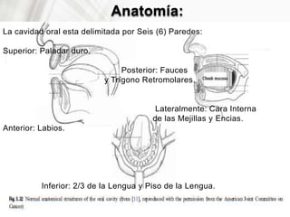 Anatomía:
La cavidad oral esta delimitada por Seis (6) Paredes:
Superior: Paladar duro.
Posterior: Fauces
y Trígono Retromolares.
Lateralmente: Cara Interna
de las Mejillas y Encias.
Anterior: Labios.
Inferior: 2/3 de la Lengua y Piso de la Lengua.
 