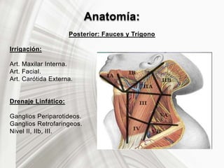 Anatomía:
Posterior: Fauces y Trígono
Irrigación:
Art. Maxilar Interna.
Art. Facial.
Art. Carótida Externa.
Drenaje Linfático:
Ganglios Periparotideos.
Ganglios Retrofaringeos.
Nivel II, IIb, III.
 