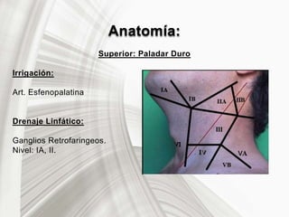 Anatomía:
Superior: Paladar Duro
Irrigación:
Art. Esfenopalatina
Drenaje Linfático:
Ganglios Retrofaringeos.
Nivel: IA, II.
 