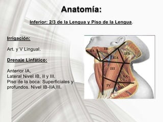 Anatomía:
Inferior: 2/3 de la Lengua y Piso de la Lengua.
Irrigación:
Art. y V Lingual.
Drenaje Linfático:
Anterior IA,
Lateral Nivel IB, II y III.
Piso de la boca: Superficiales y
profundos. Nivel IB-IIA,III.
 