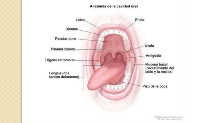 vestibulo oral que es patolog 237 a cavidad oral y gl 225 ndulas salivales vestibulo oral que es patolog 237 a cavidad oral y gl 225 ndulas salivales