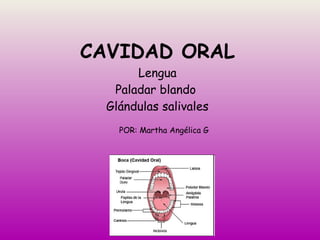 CAVIDAD ORAL Lengua Paladar blando  Glándulas salivales POR: Martha Angélica G 