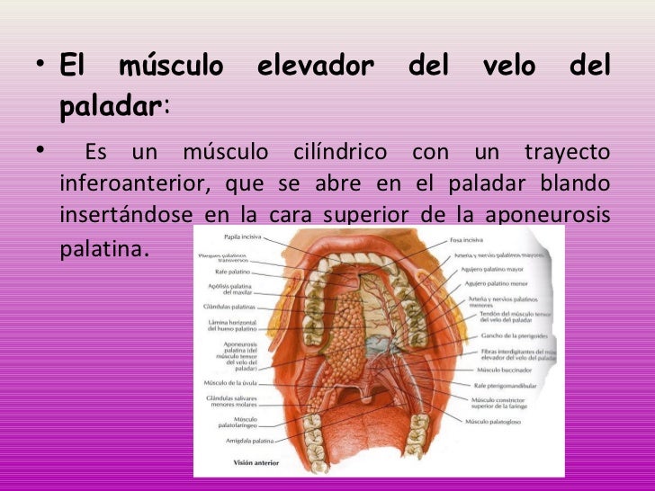 Cavidad oral y_dientes_posteriores