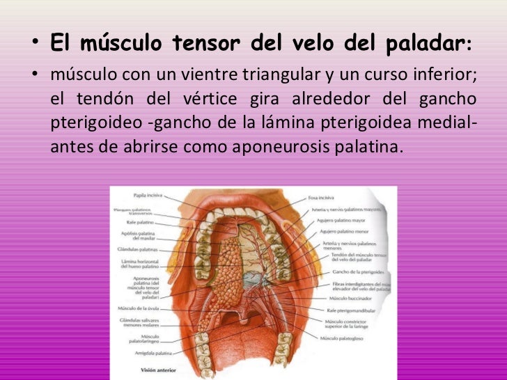 Cavidad oral y_dientes_posteriores Cavidad oral y_dientes_posteriores