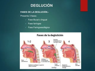 FASES DE LA DEGLUCIÓN.-
Presenta 3 fases:
 Fase Bucal o lingual
 Fase faríngea
 Fase Faringoesofágica
DEGLUCIÓN
 