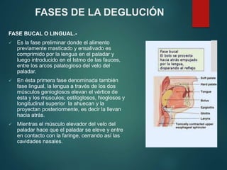 FASES DE LA DEGLUCIÓN
FASE BUCAL O LINGUAL.-
 Es la fase preliminar donde el alimento
previamente masticado y ensalivado es
comprimido por la lengua en el paladar y
luego introducido en el Istmo de las fauces,
entre los arcos palatogloso del velo del
paladar.
 En ésta primera fase denominada también
fase lingual, la lengua a través de los dos
músculos genioglosos elevan el vértice de
ésta y los músculos; estiloglosos, hioglosos y
longitudinal superior la ahuecan y la
proyectan posteriormente, es decir la llevan
hacia atrás.
 Mientras el músculo elevador del velo del
paladar hace que el paladar se eleve y entre
en contacto con la faringe, cerrando así las
cavidades nasales.
 