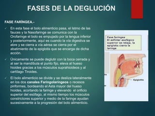 FASE FARÍNGEA.-
 En esta fase el bolo alimenticio pasa, el Istmo de las
fauces y la Nasofaringe se comunica con la
Orofaringe el bolo es empujado por la lengua inferior
y posteriormente, aquí es cuando la vía digestiva se
abre y se cierra a vía aérea se cierra por el
abatimiento de la epiglotis que se encarga de dicha
acción.
 Únicamente se puede deglutir con la boca cerrada y
al ser la mandíbula el punto fijo, eleva al hueso
hioides gracias a los músculos suprahioideos y al
cartílago Tiroides.
 El bolo alimenticio se divide y se desliza lateralmente
en los dos canales Faringolaríngeos o recesos
piriformes, bordeando el Asta mayor del hueso
hioides, acortando la faringe y elevando el orificio
superior del esófago, al mismo tiempo los músculos
constrictores superior y medio de la faringe ayudan
sucesivamente a la progresión del bolo alimenticio.
FASES DE LA DEGLUCIÓN
 