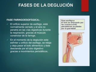 FASE FARINGOESOFÁGICA.-
 El orificio superior de esófago, está
normalmente cerrado y el aire no
penetra en las vías digestivas durante
la respiración, gracias al músculo
constrictor de la faringe.
 En el momento de la deglución este
esfínter u orificio del esófago, se relaja
y deja pasar el bolo alimenticio y éste
desciende por el tubo digestivo
gracias a movimientos peristálticos.
FASES DE LA DEGLUCIÓN
 