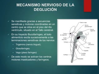 MECANISMO NERVIOSO DE LA
DEGLUCIÓN
 Se manifiesta gracias a secuencias
sensitivas y motoras coordinadas en un
centro que se sitúa en el piso del 4to
ventrículo, situado en el Tallo cerebral.
 En su trayecto Bucofaríngeo, el bolo
alimenticio excita sucesivamente a las
terminaciones sensitivas de los nervios:
 Trigémino (nervio lingual).
 Glosofaríngeo.
 Vago (plexo faríngeo)
 De este modo se activan los centros
motores masticadores y faríngeos.
 