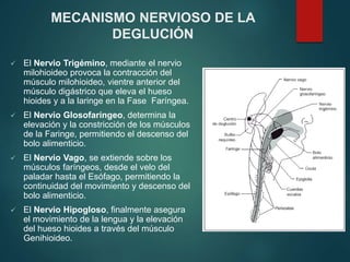  El Nervio Trigémino, mediante el nervio
milohioideo provoca la contracción del
músculo milohioideo, vientre anterior del
músculo digástrico que eleva el hueso
hioides y a la laringe en la Fase Faríngea.
 El Nervio Glosofaríngeo, determina la
elevación y la constricción de los músculos
de la Faringe, permitiendo el descenso del
bolo alimenticio.
 El Nervio Vago, se extiende sobre los
músculos faríngeos, desde el velo del
paladar hasta el Esófago, permitiendo la
continuidad del movimiento y descenso del
bolo alimenticio.
 El Nervio Hipogloso, finalmente asegura
el movimiento de la lengua y la elevación
del hueso hioides a través del músculo
Genihioideo.
MECANISMO NERVIOSO DE LA
DEGLUCIÓN
 
